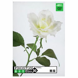 【クリックでお店のこの商品のページへ】＂Photobit(フォトビット)＂ Vol.20 薔薇