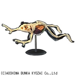【クリックで詳細表示】立体パズル 4D VISION 動物解剖 No.13 カエル解剖スケルトンモデル