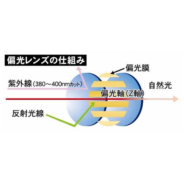 偏光サングラス セール 偏光軸