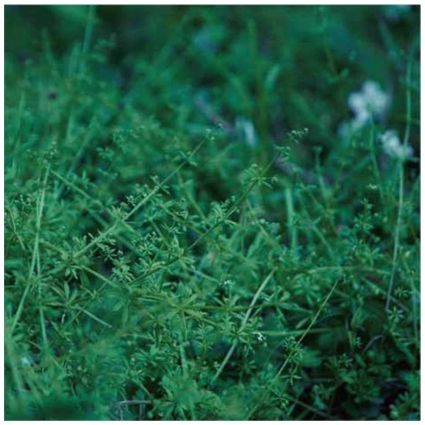 chouchou merged syrups�D/clepsydra �yCD�z