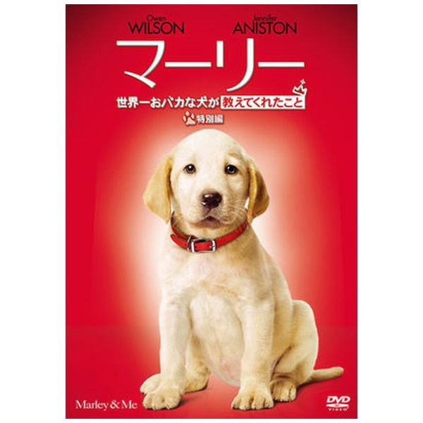 子犬 dvd オファー