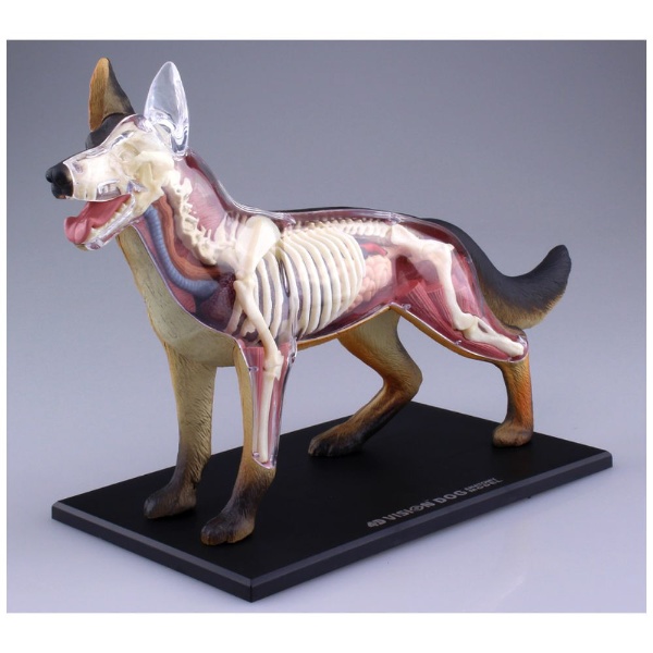 立体パズル No．18 4D VISION 動物解剖モデル 犬解剖モデル