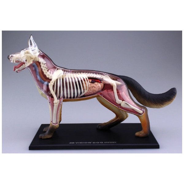 立体パズル No．18 4D VISION 動物解剖モデル 犬解剖モデル 青島文化 