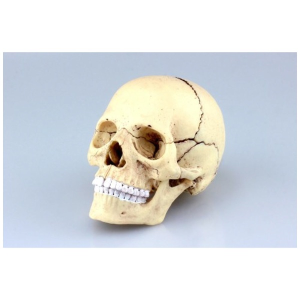 マート 1 2 立体パズル No．23 頭蓋骨解剖モデル VISION 人体解剖モデル 4D 買収