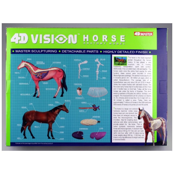 立体パズル No．4 4D VISION 動物解剖モデル 馬解剖モデル