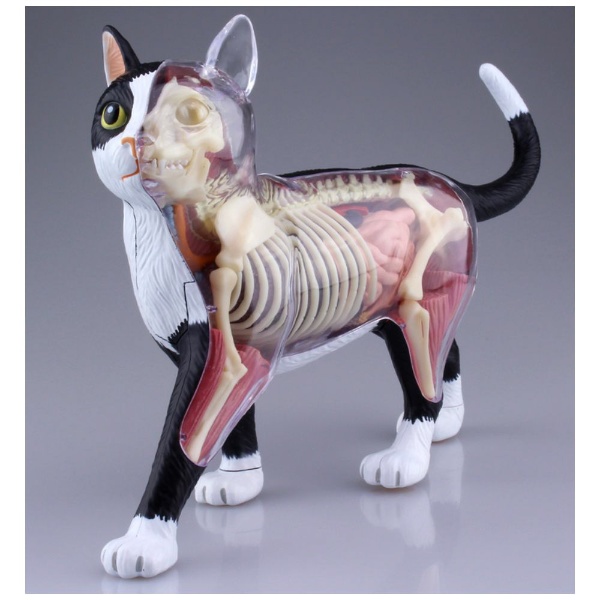 立体パズル 無料 No．29 4D 高級な VISION 黒 猫解剖モデル 動物解剖モデル 白