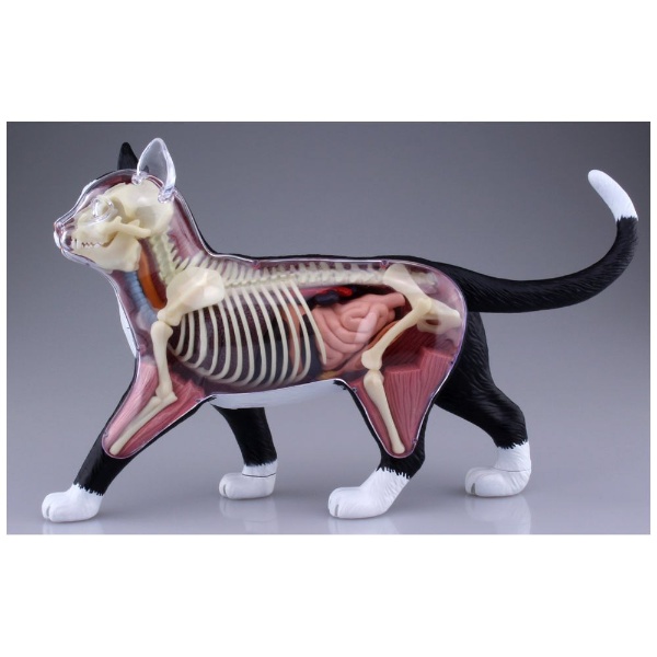 立体パズル No．29 4D VISION 動物解剖モデル 猫解剖モデル 黒/白 青島