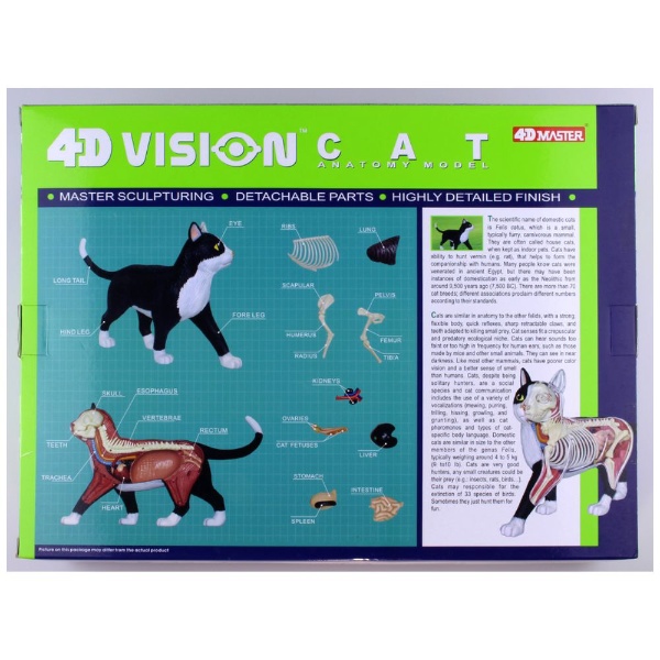 立体パズル No．29 4D VISION 動物解剖モデル 猫解剖モデル 黒/白 青島