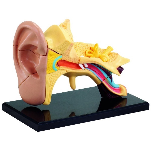人体模型シリーズ 耳（7．7cm） 童友社｜DOYUSHA 通販 | ビックカメラ.com