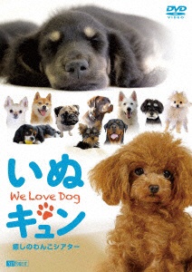 国際ブランド いぬｷｭﾝ 至上 癒しのわんこｼｱﾀｰ We Love Dog DVD
