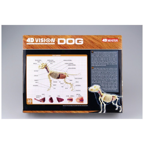 立体パズル No．12 4D VISION 動物解剖モデル 犬解剖スケルトンモデル