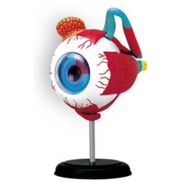 立体パズル No．2 70％OFFアウトレット 高価値 4D VISION 眼球解剖モデル 人体解剖モデル