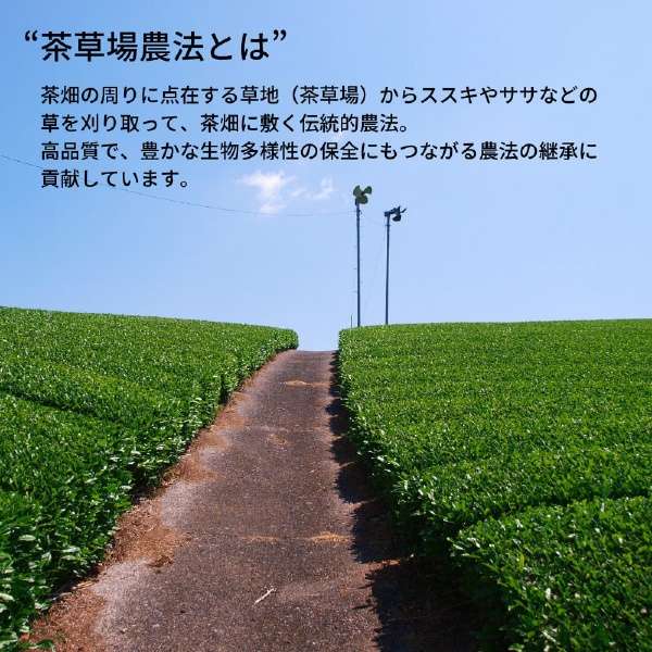 ＵＣＣ dorippupoddo DRIP POD静冈maromi焙制茶12P DPRT002_4