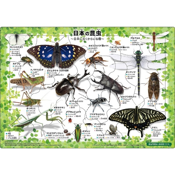 ピクチュアパズル　25-176　日本の昆虫　エポック社｜EPOCH　通販