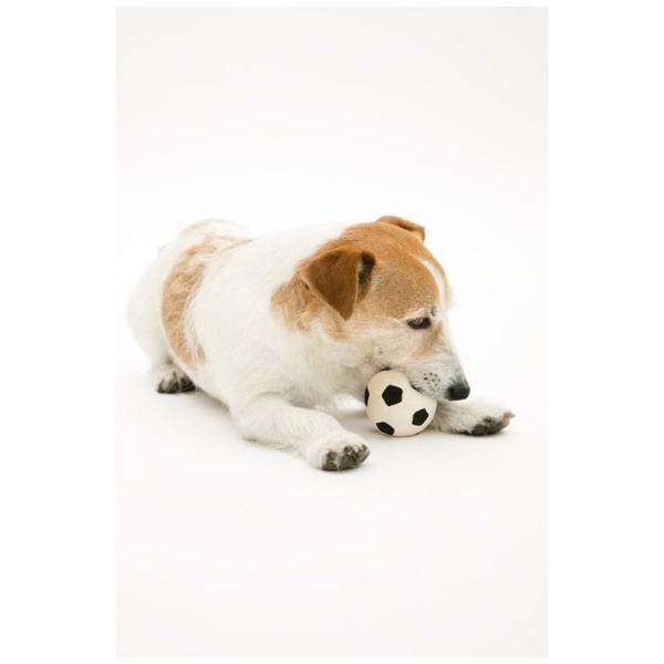 ダッドウェイ　ＬＡＮＣＯダッキーブラック　犬　犬用おもちゃ