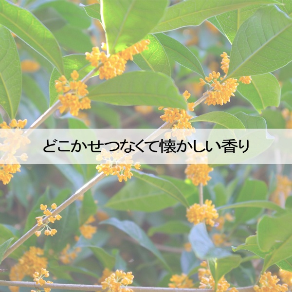 花げしき 金木犀の香り 煙少香 徳用大型 約200g カメヤマ｜Kameyama