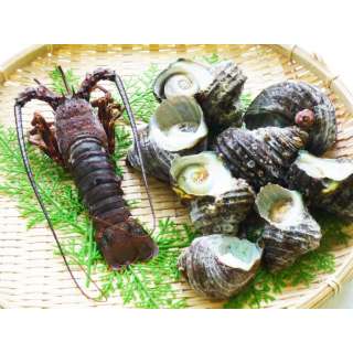 德岛天然龙虾和天然的海螺综合大礼包(1条龙虾，海螺1kg)